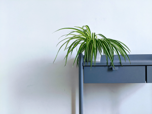 A Spider Plant A Spider Plant